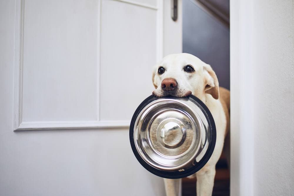 dog eating