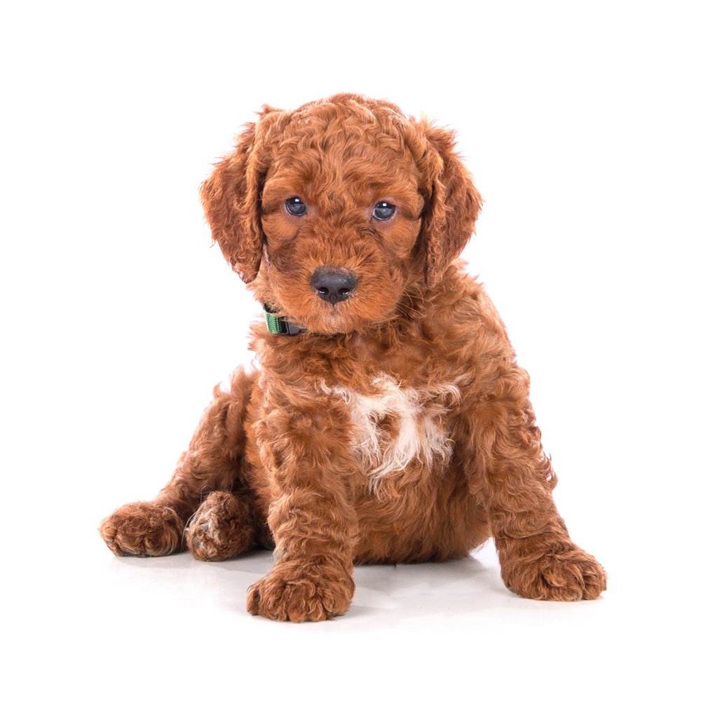Irish Doodle puppy