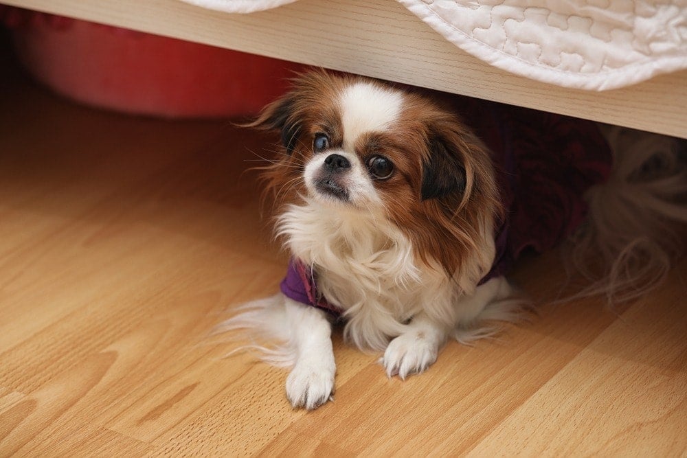 chin wa hiding under bed