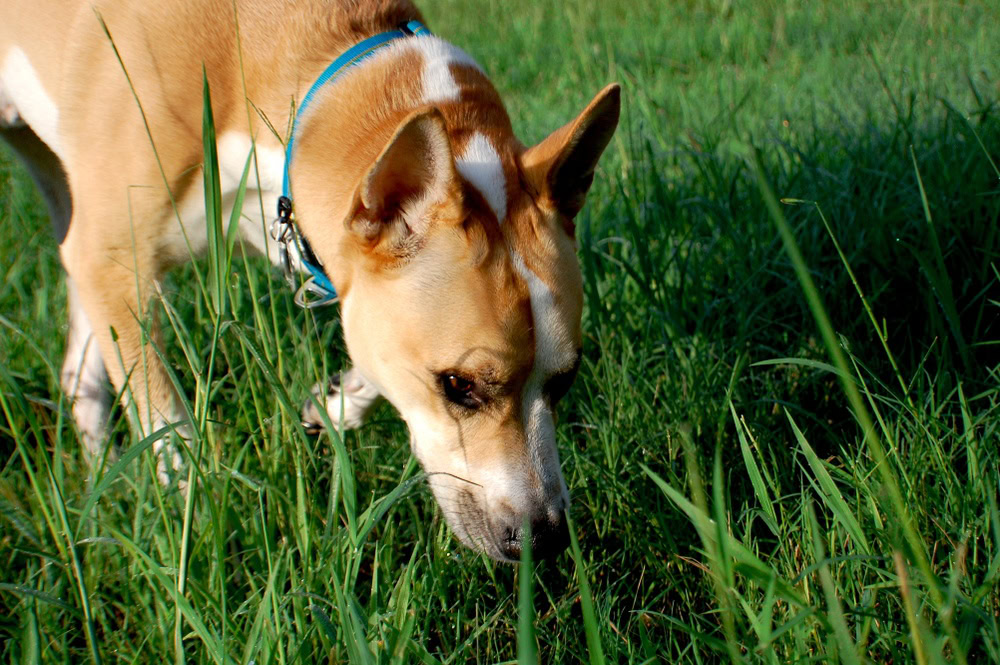 Pitsky