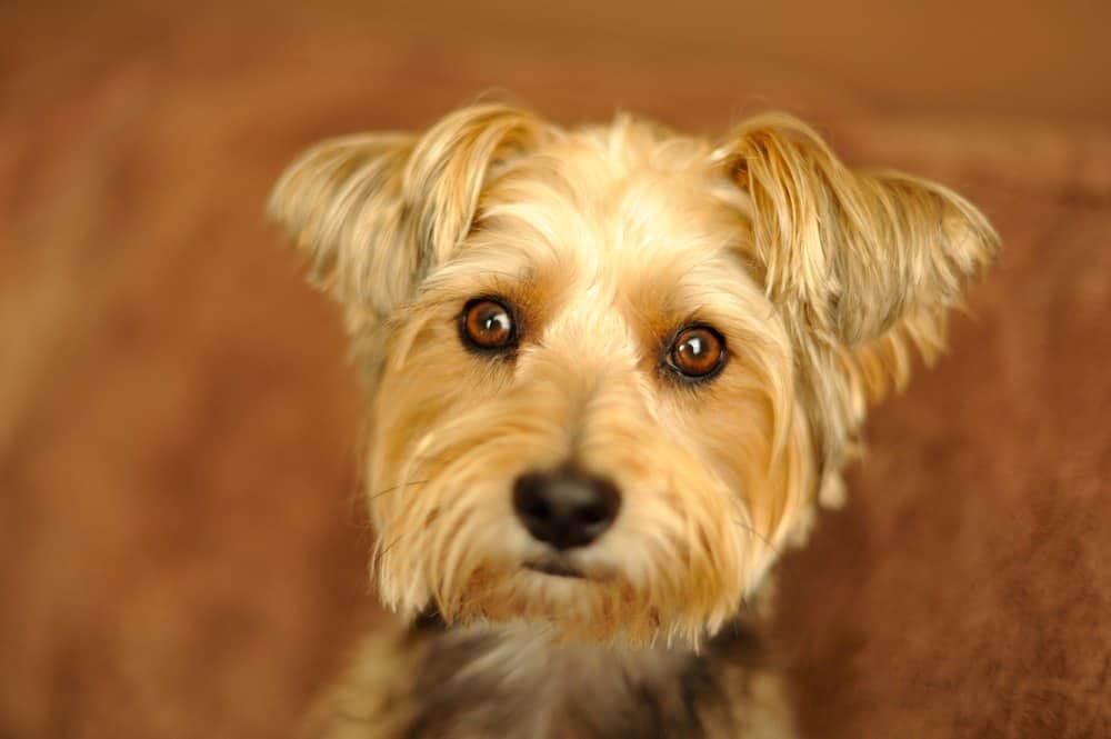 carkie dog