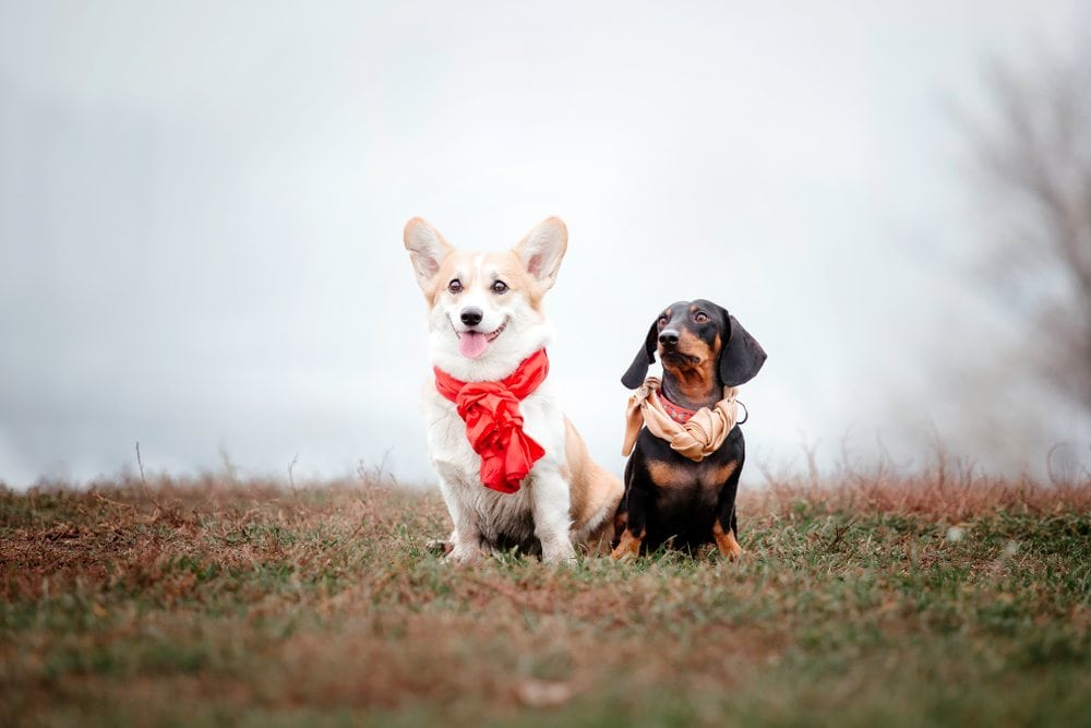 corgi and Dachshund 
