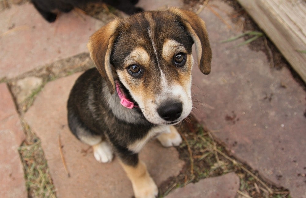 beaski puppy