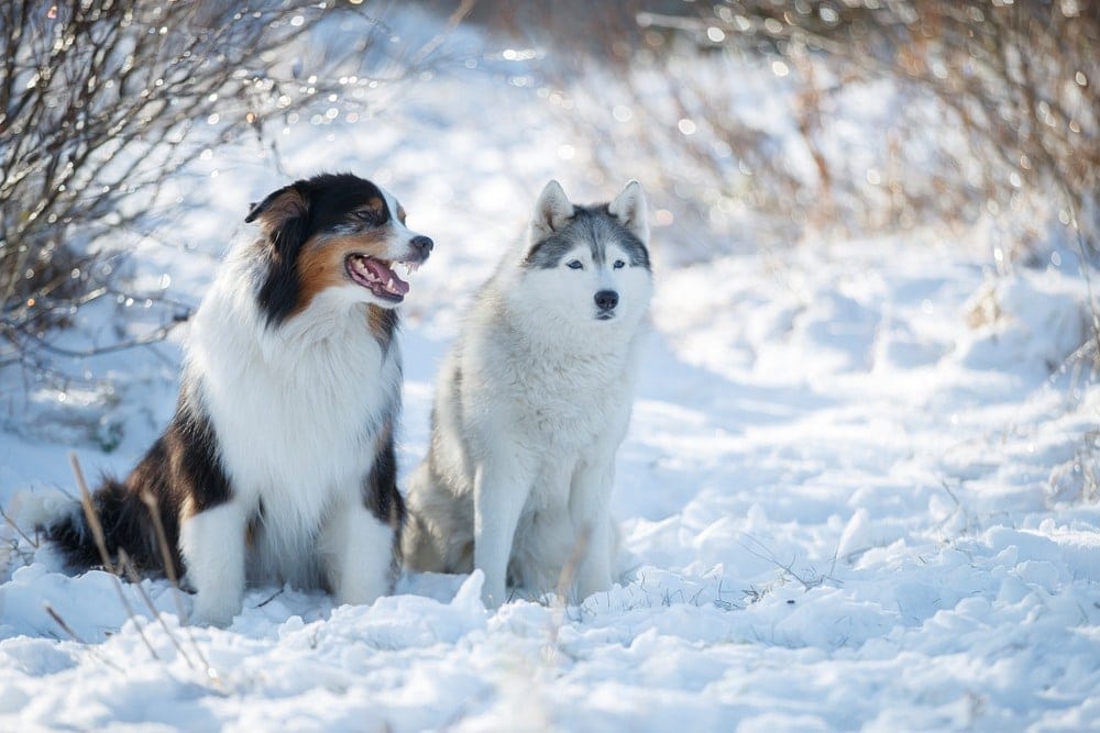 Siberian Husky and Australian Shepherd