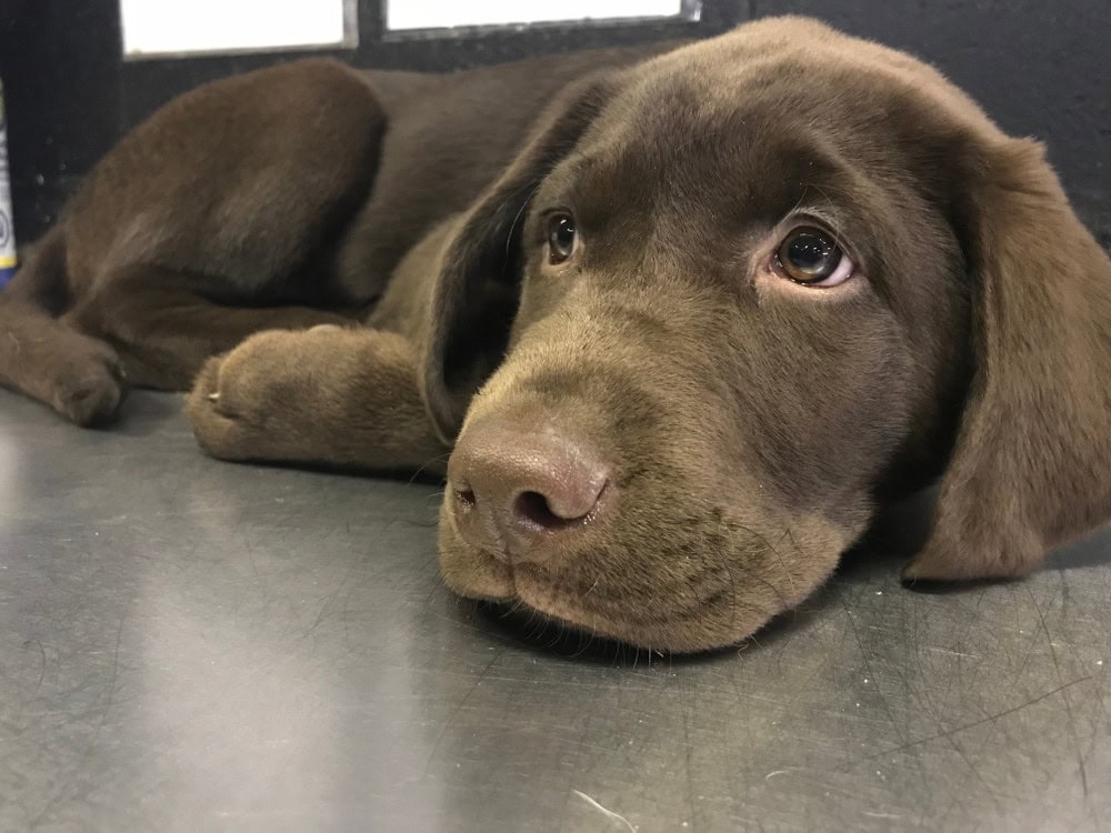frenchie labrador puppy