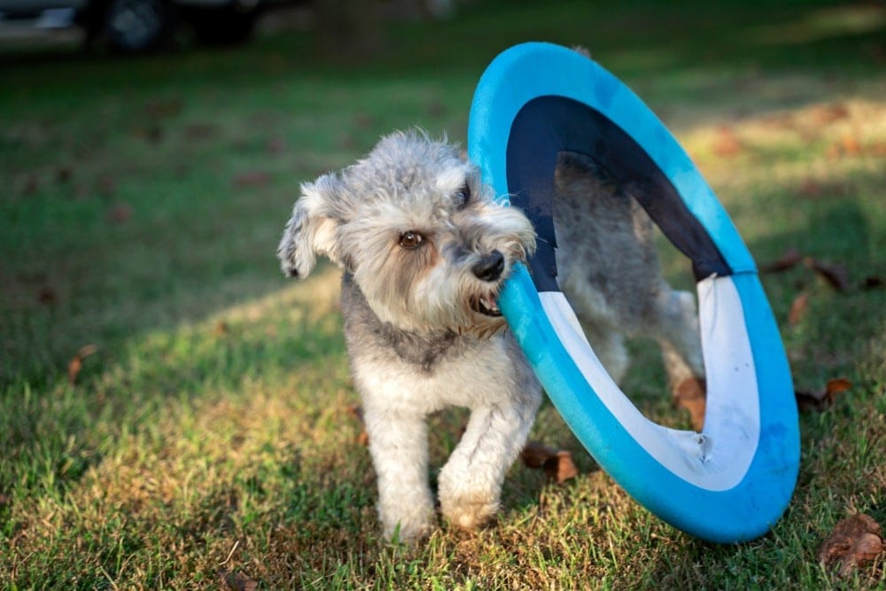 Snorkie dog