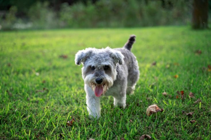 A snorkie puppy