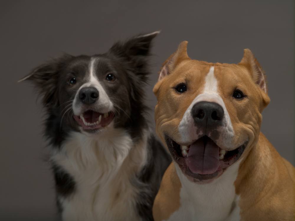 border collie pitbull mix