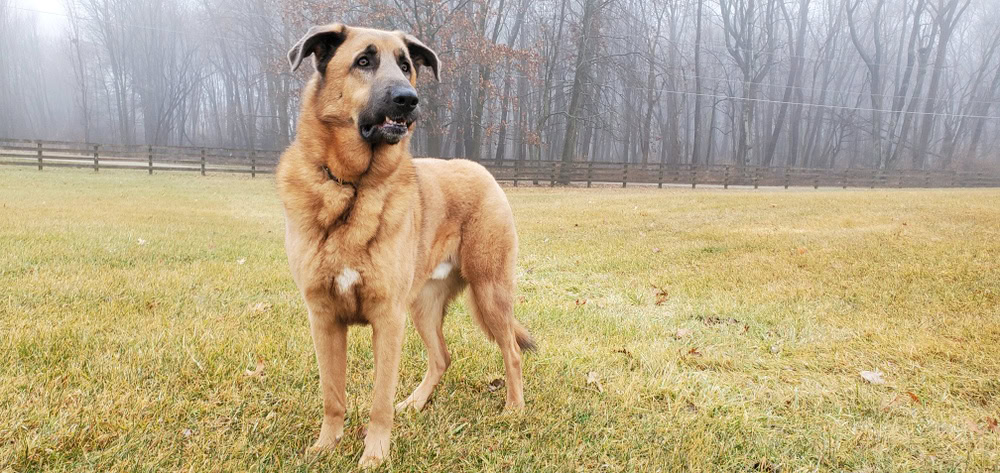 german anatolian shepherd
