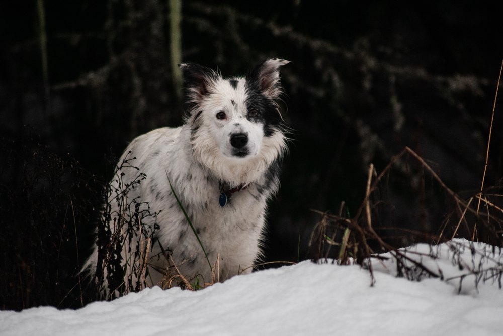spotted border collie