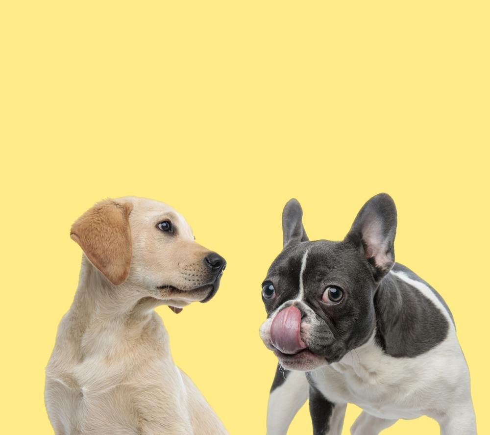 French Bulldog and labrador