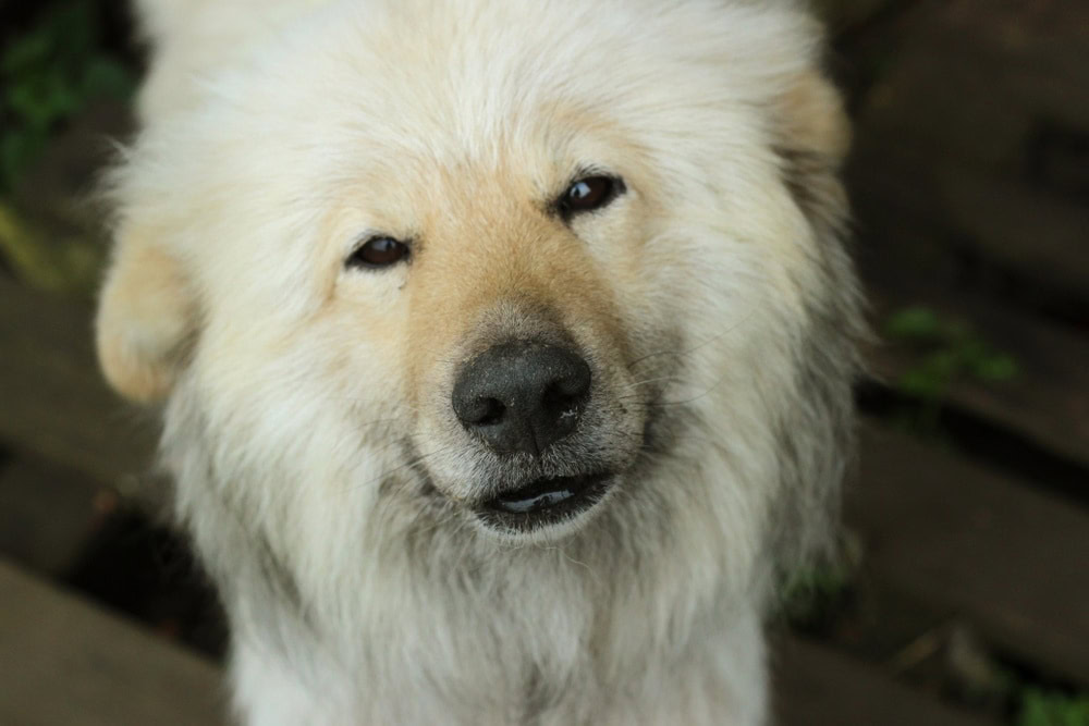 A Chusky Puppy