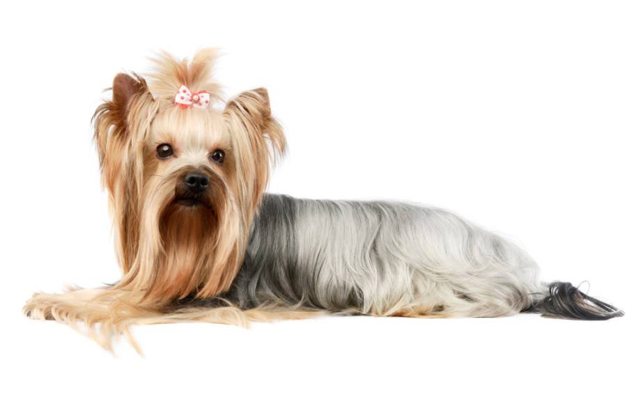 blue and tan yorkie