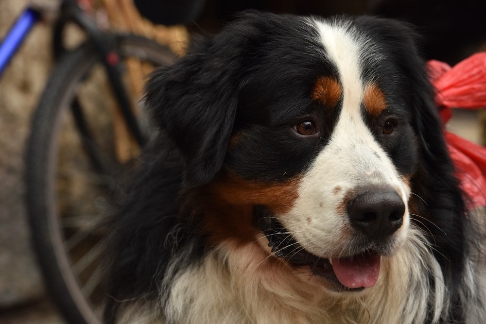 saint bernese