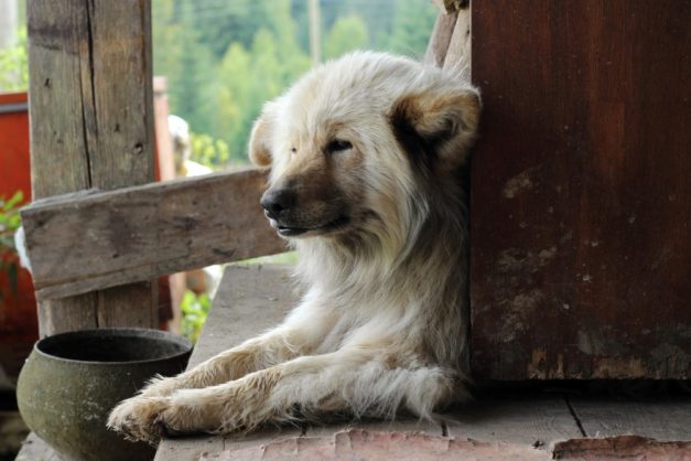 Chusky (Siberian Husky & Chow Chow Mix): Info, Pictures ...