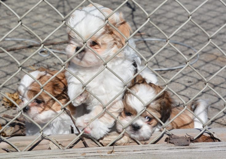 Cock-A-Tzu puppies