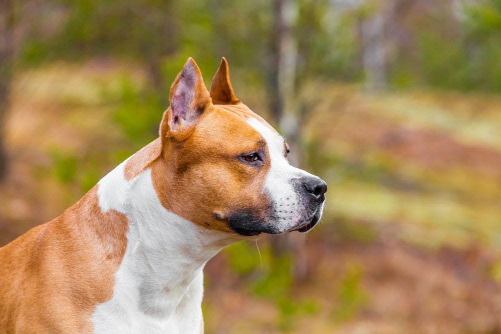 american staffordshire