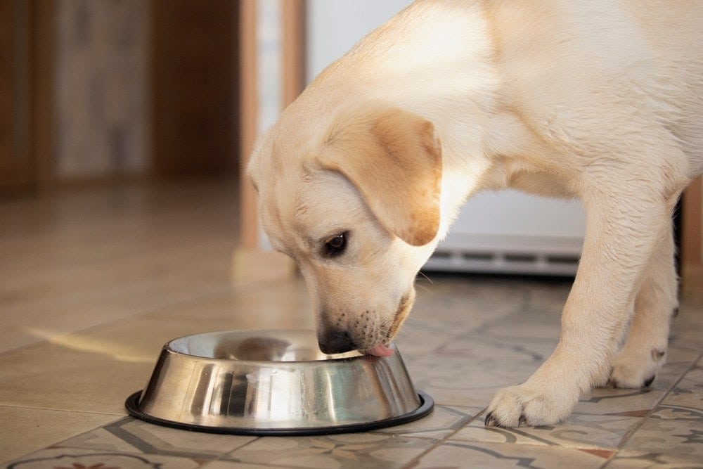 dog eating