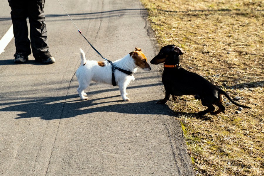 jack russell and dachshund