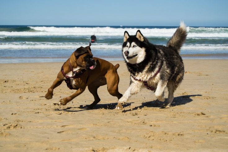 siberian husky boxer