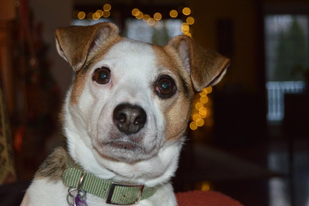 Chihuahua & Jack Russell Terrier Mix
