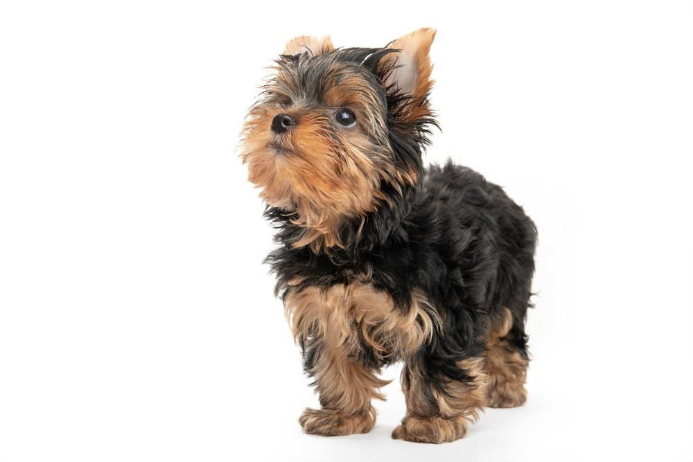 yorkie bichon puppy