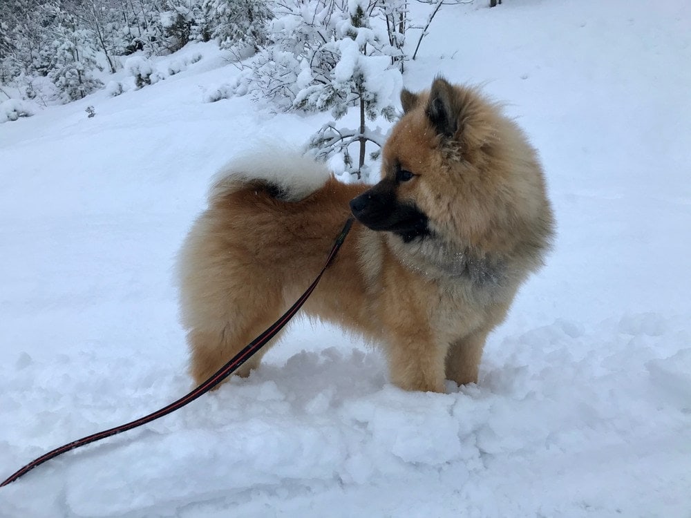 eurasier puppy
