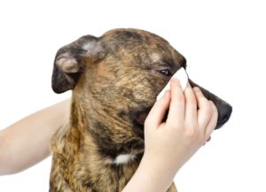 How to Clean Dog Eye Boogers: 7 Vet Approved Steps | Hepper Pet Resources