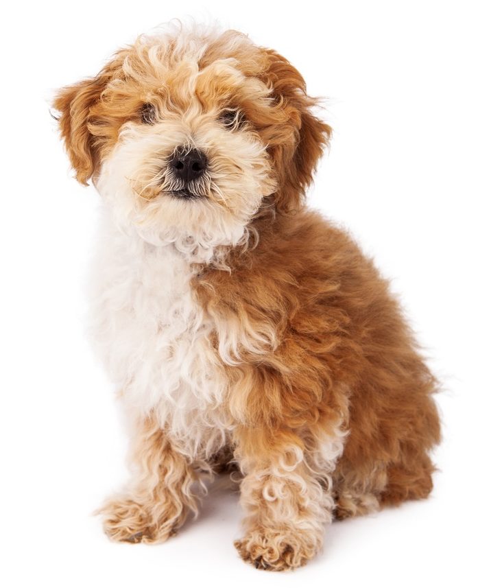 Havanese and Poodle crossbreed puppy
