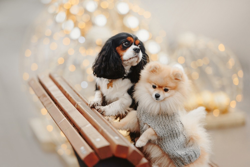 king charles and pomeranian