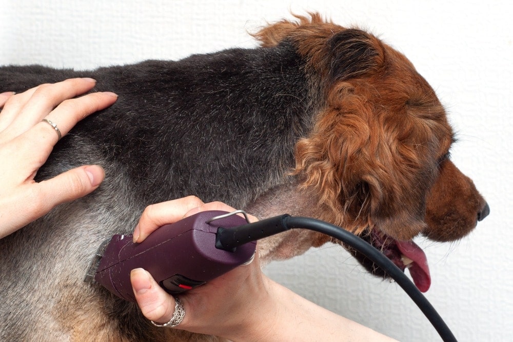 dog getting haircut with razor