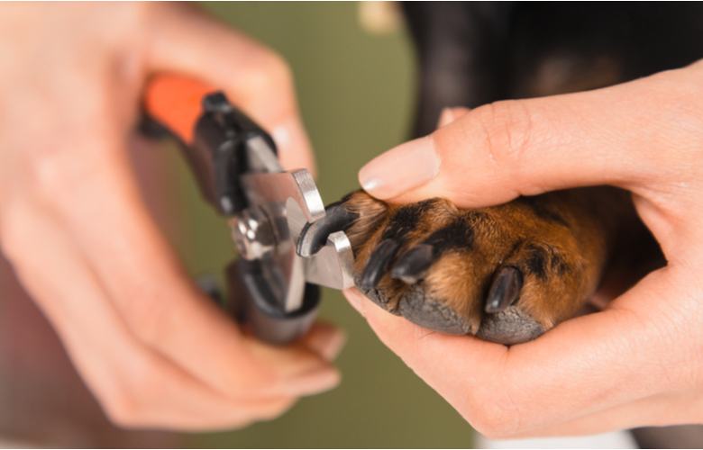 dogs getting nails trimmed