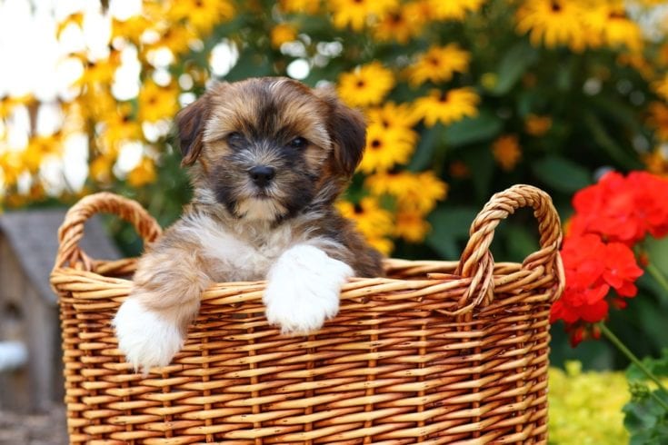 shorkie puppy