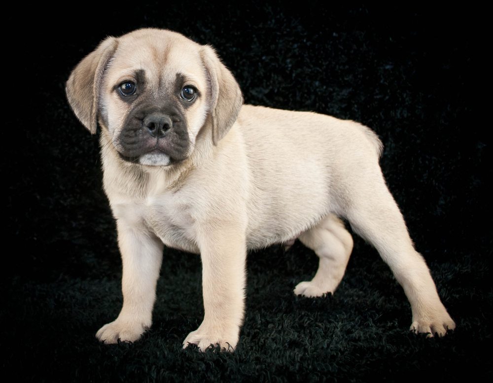 beabull puppy
