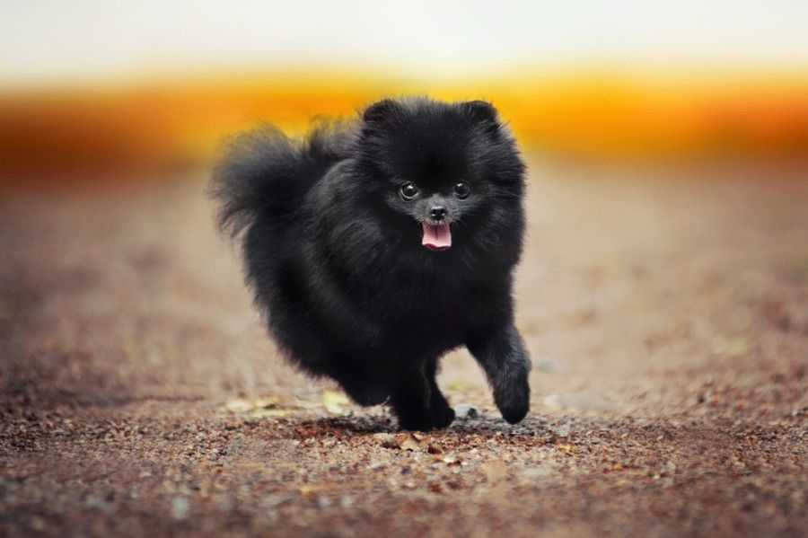 black pomeranian