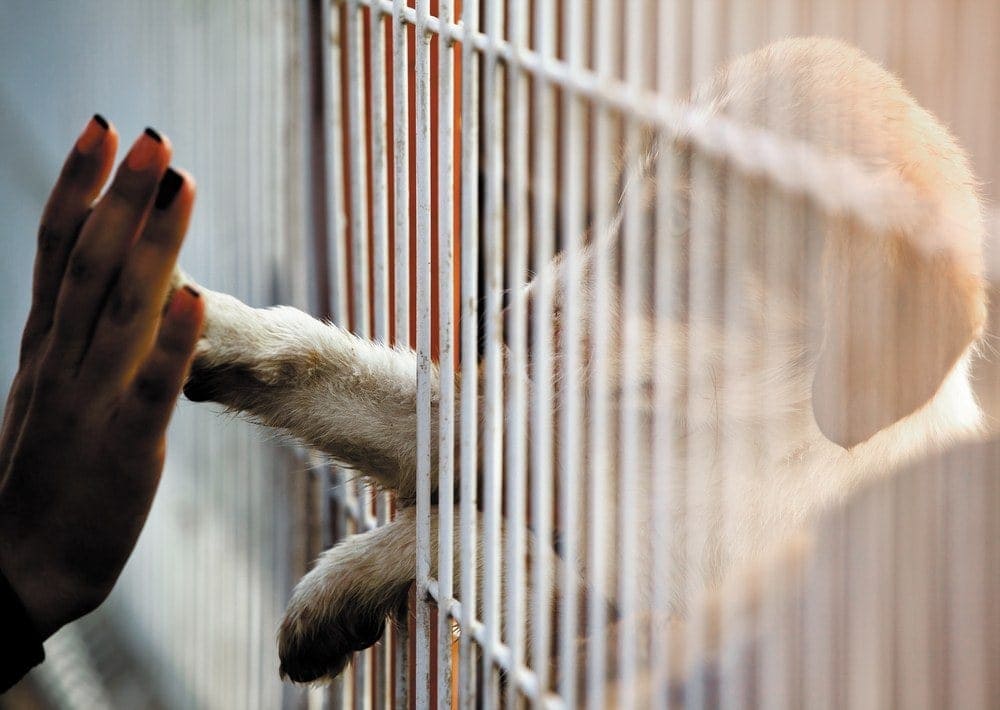 dog in shelter