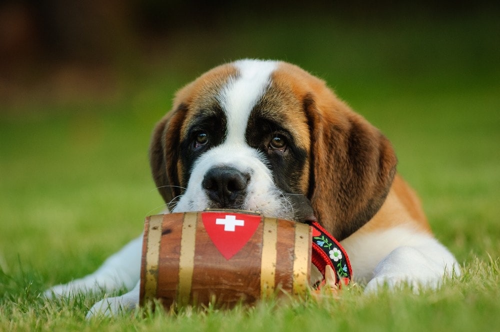 Mini St Bernard puppy on Grass