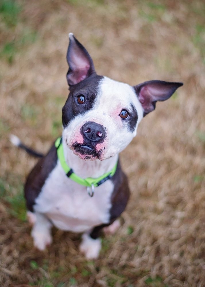 boston pitbull terrier mix puppy