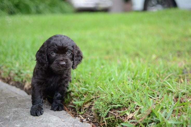 Boykin Spaniel puppy