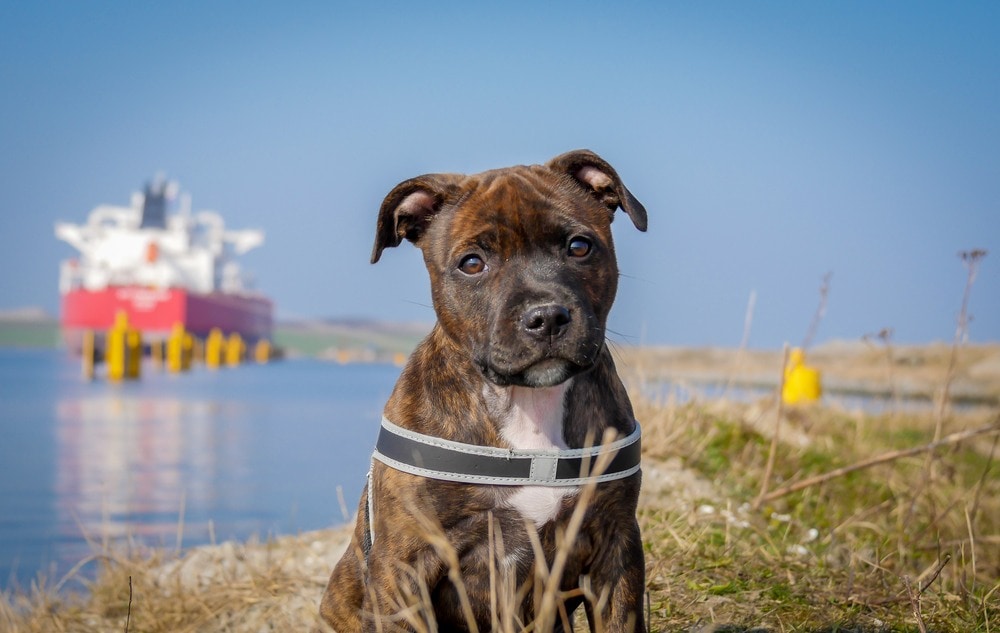 Staffy Bull Bullmastiff