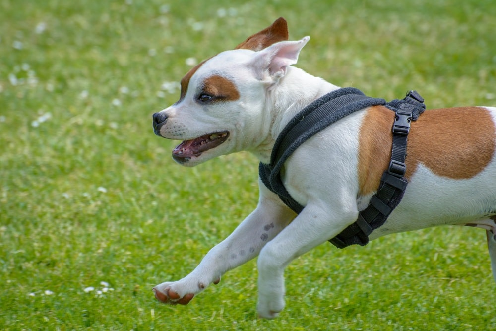 Staffy Bull Bullmastiff puppy