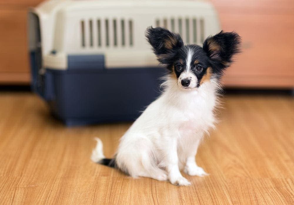 puppy crate training