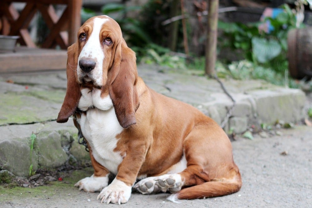 basset hound sitting
