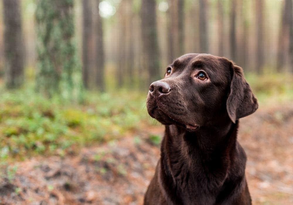 chocolate lab on trail