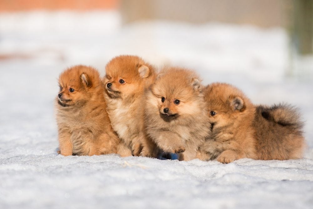 Pomeranian puppies