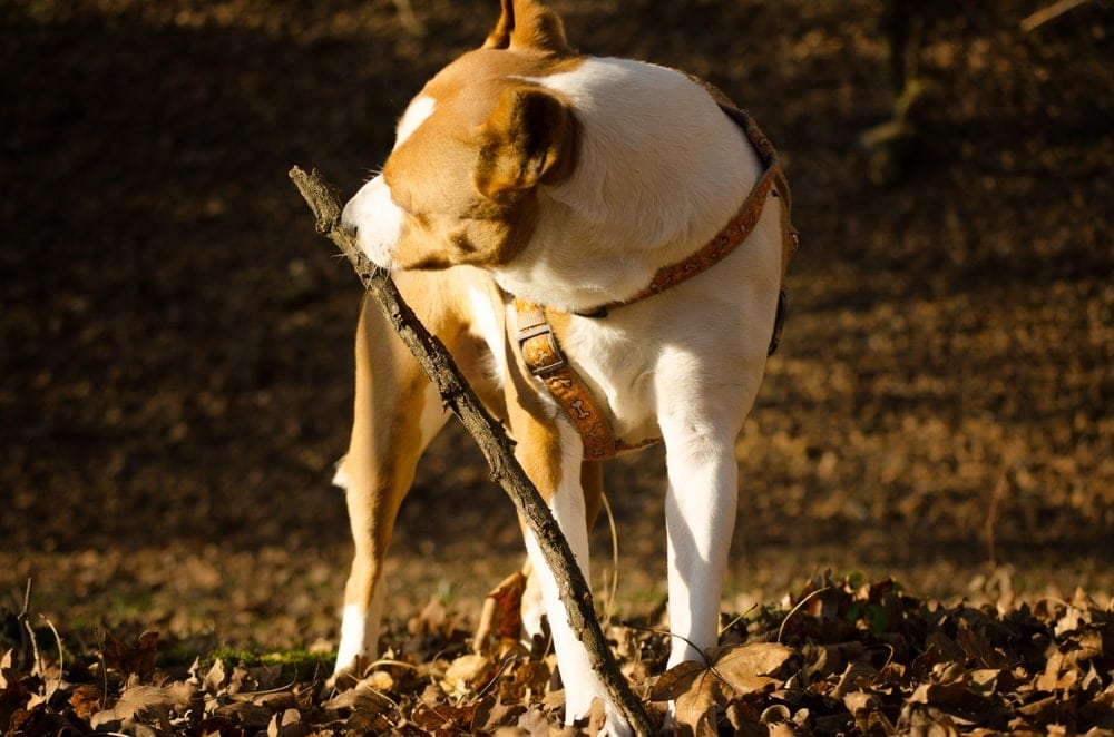 american bull dane