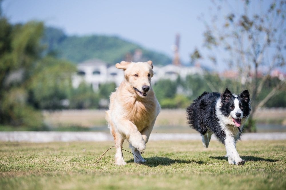 Parents of the Golden Border Retriever