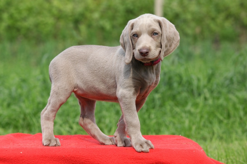 Goldmaraner puppy