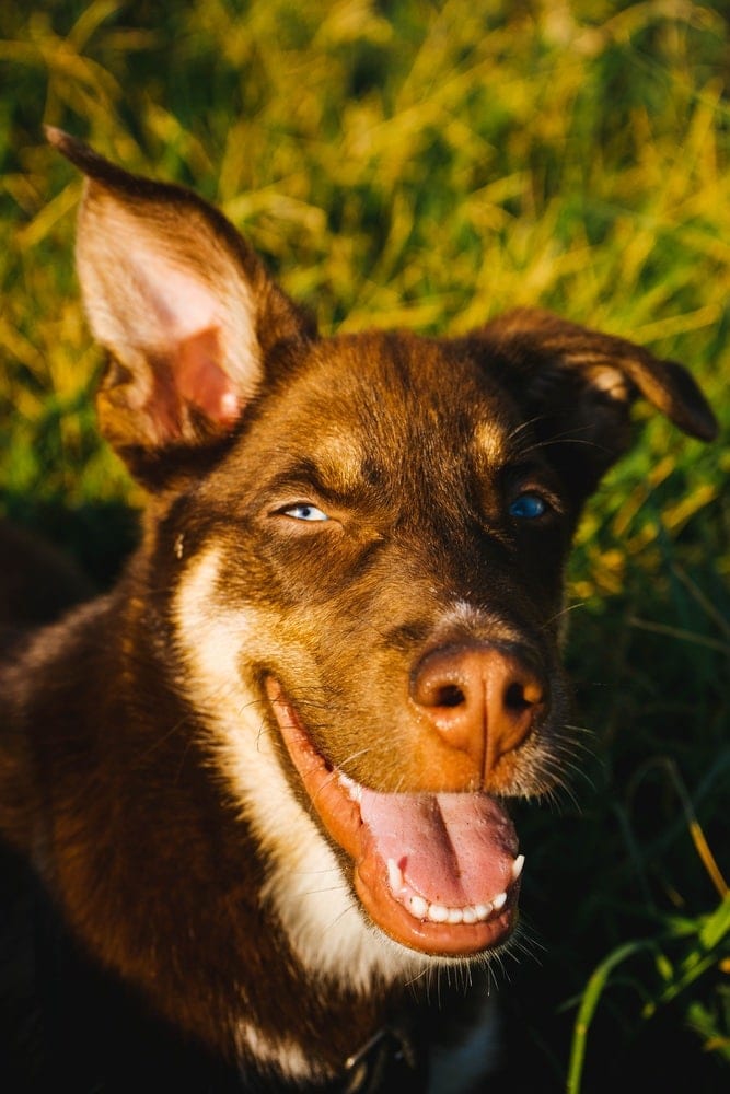 brown ausky puppy in the sun