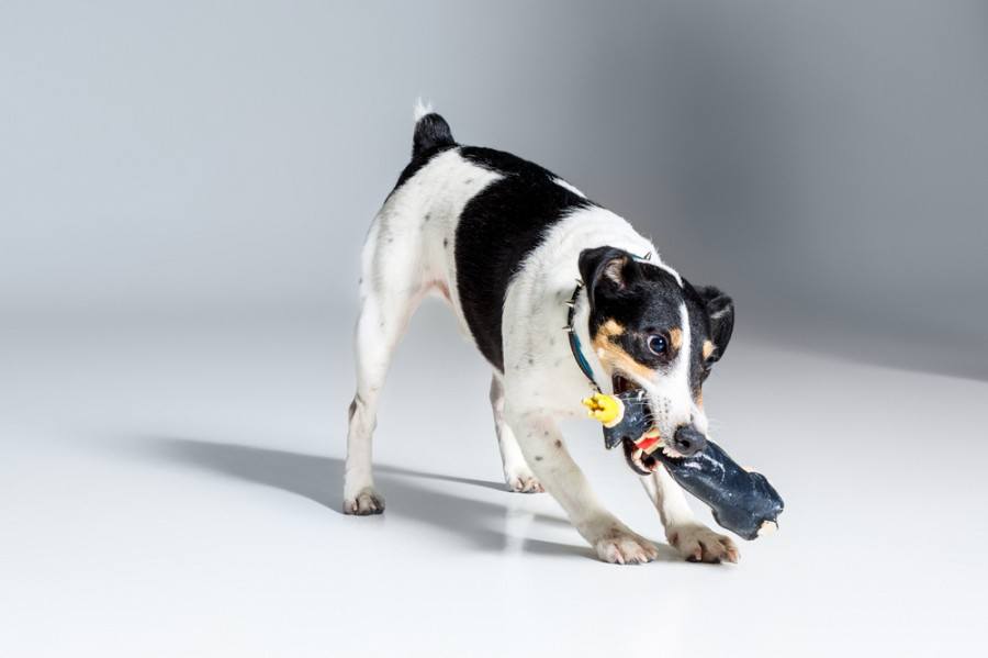 foxy toy terrier